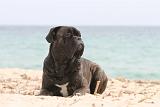 CANE CORSO 609
